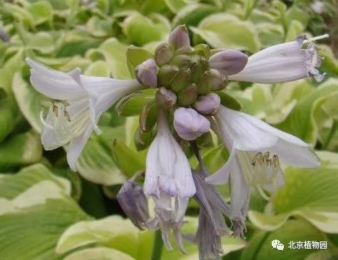 最耐寒的玉簪品种,北京植物园园艺