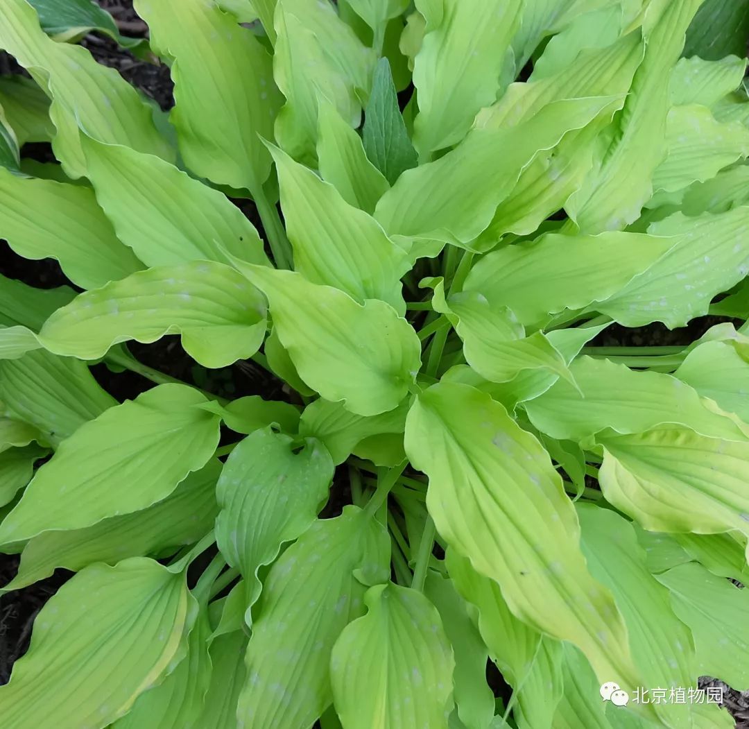 最耐寒的玉簪品种,北京植物园园艺