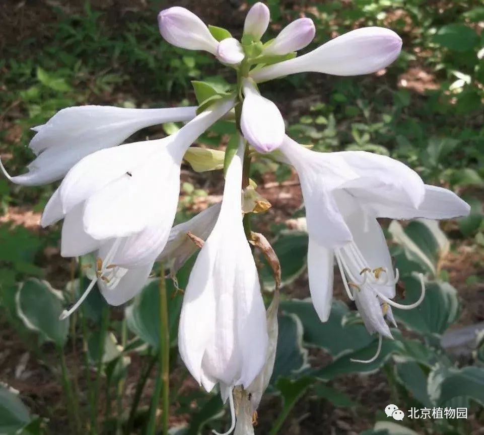 最耐寒的玉簪品种,北京植物园园艺