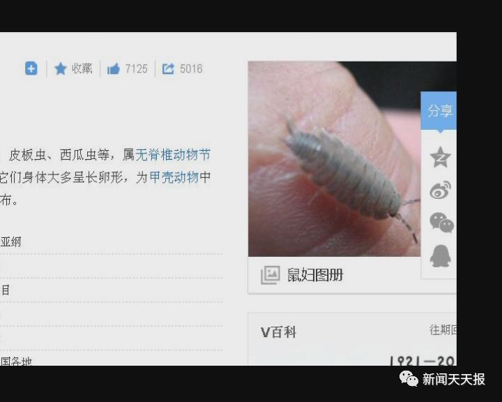 盘点细思极恐的虫子,盘点你不知道的虫子