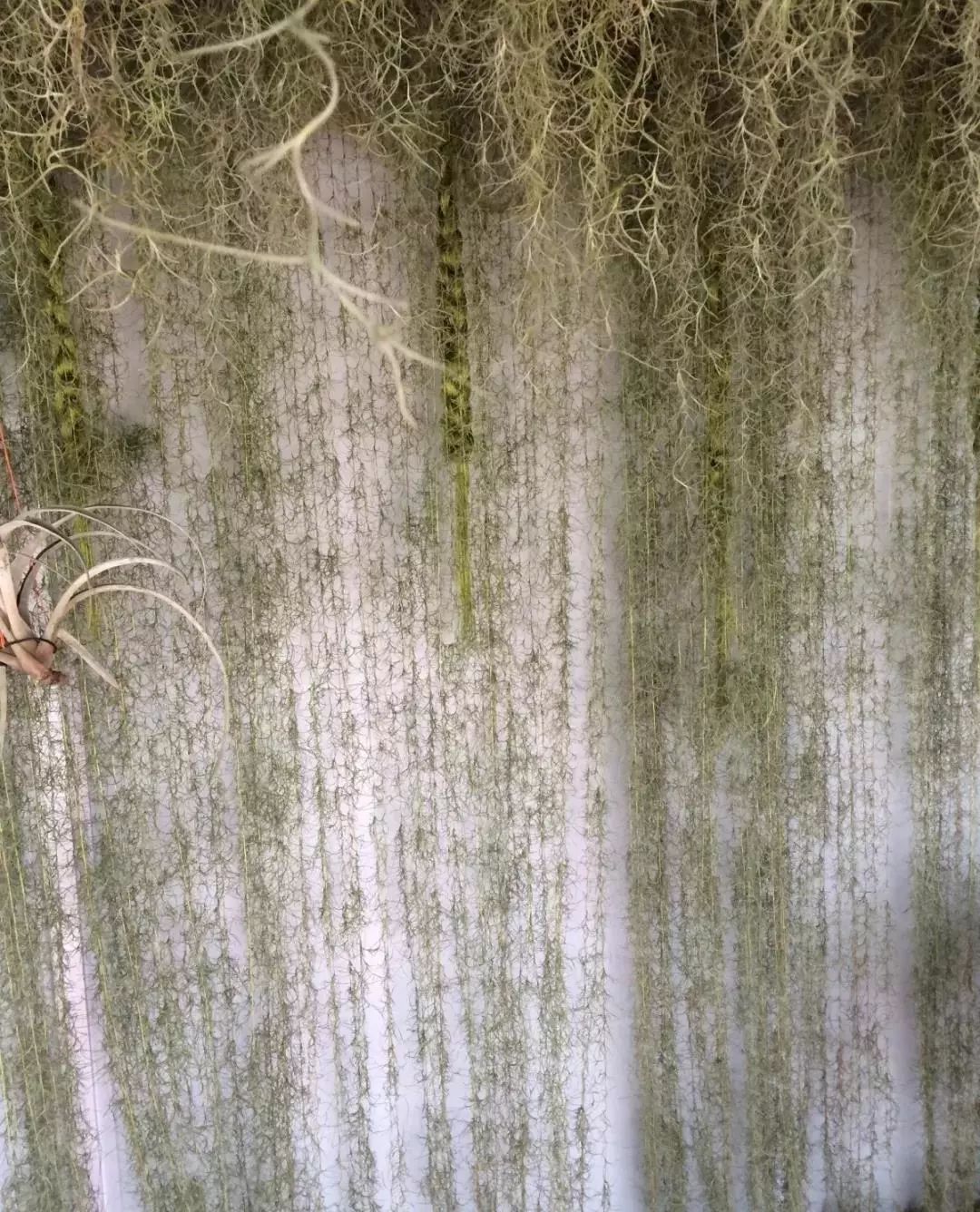 100种爬藤植物花墙,15种常用的园林观花爬藤植物