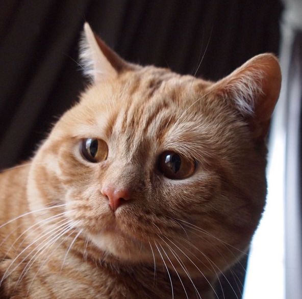 日本小丧猫凭“厌世脸”火遍全网,30w网友心都被萌化了…