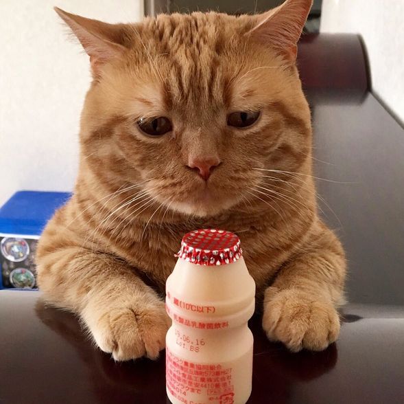 日本小丧猫凭“厌世脸”火遍全网,30w网友心都被萌化了…