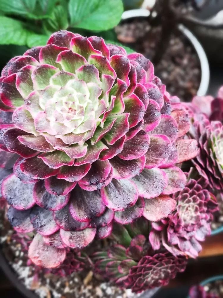 法师黑腐是什么原因,法师叶子黑腐是咋回事