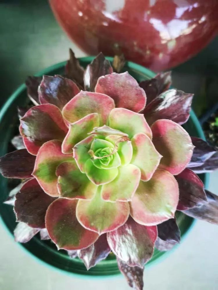 法师主根黑腐了怎么办,法师黑腐还能救活吗