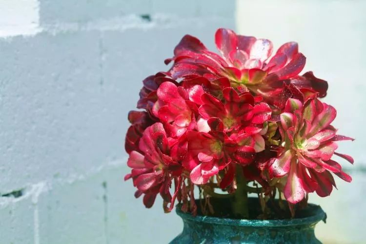 法师黑腐是什么原因,法师叶子黑腐是咋回事