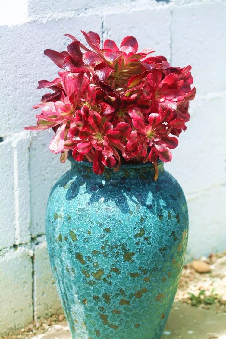 法师黑腐是什么原因,法师叶子黑腐是咋回事