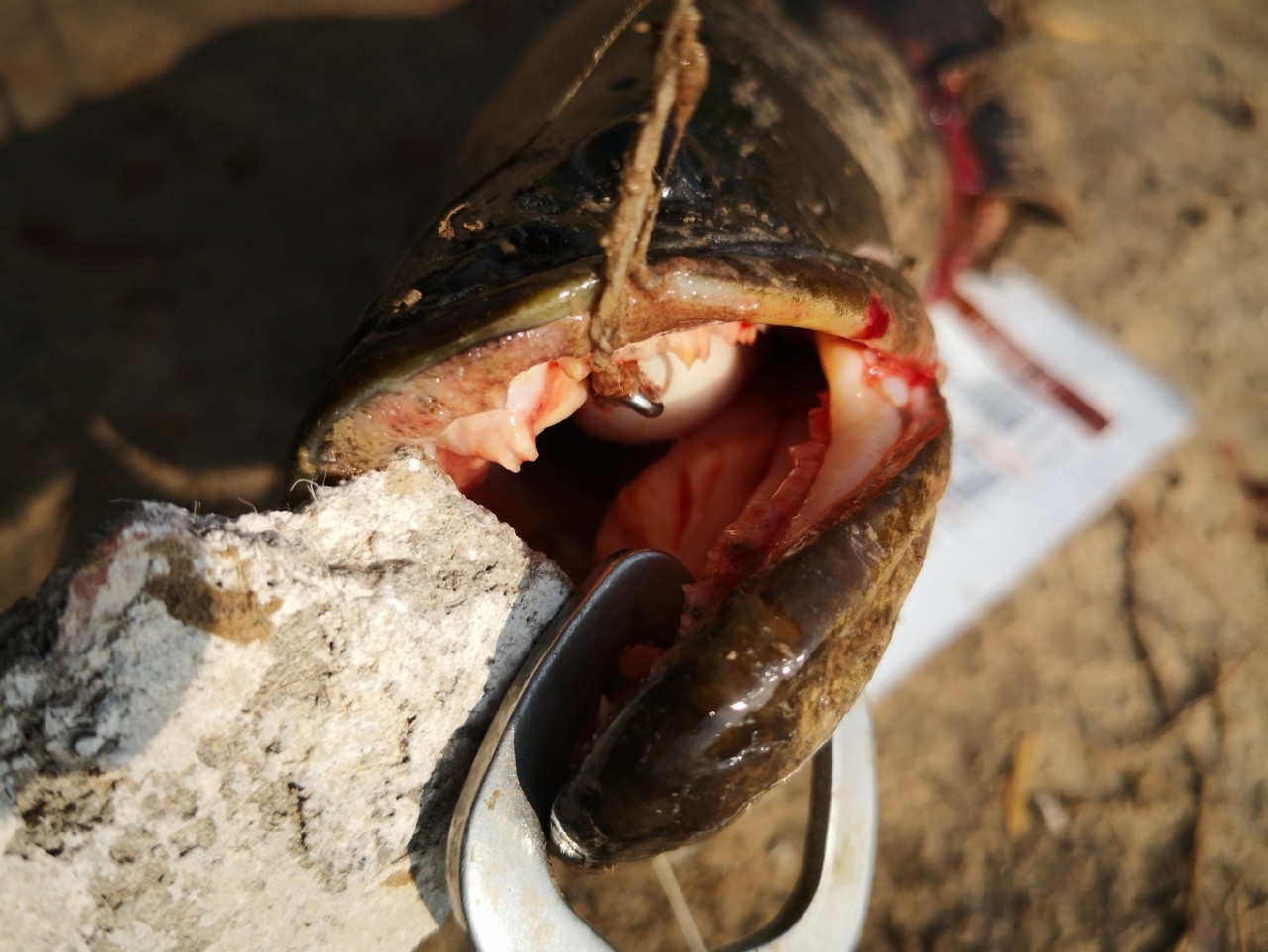 廉颇老矣尚能饭否下句,廉颇老矣尚能饭否下一句神回复