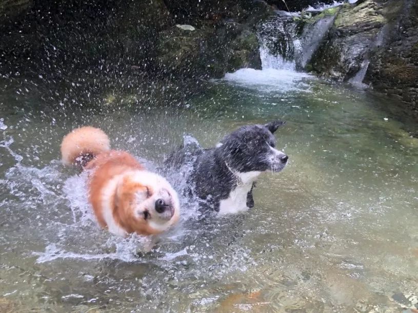 狗狗中暑抢救按腹部抢救,狗狗中暑抢救费用