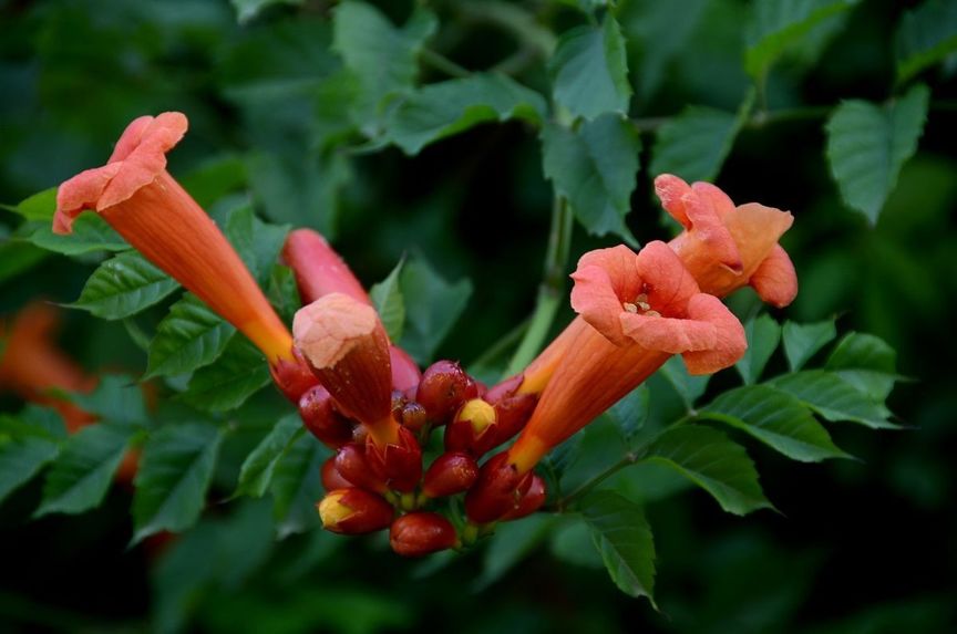 科普|七月最“火”园林树木排行榜