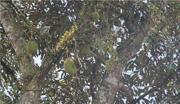 马来西亚榴莲购买渠道,马来西亚猫山王榴莲的价格
