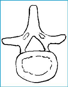 一分钟带你了解腰椎狭窄,椎管狭窄症知识大全