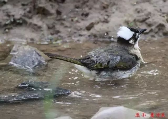 单县最值得去的地方,单县值得去的地方