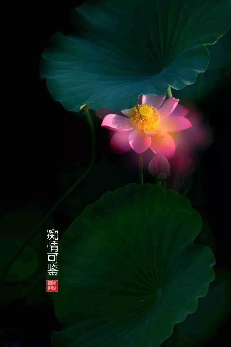 关于荷花和荷叶的生日祝福语,祝荷花生日快乐的话