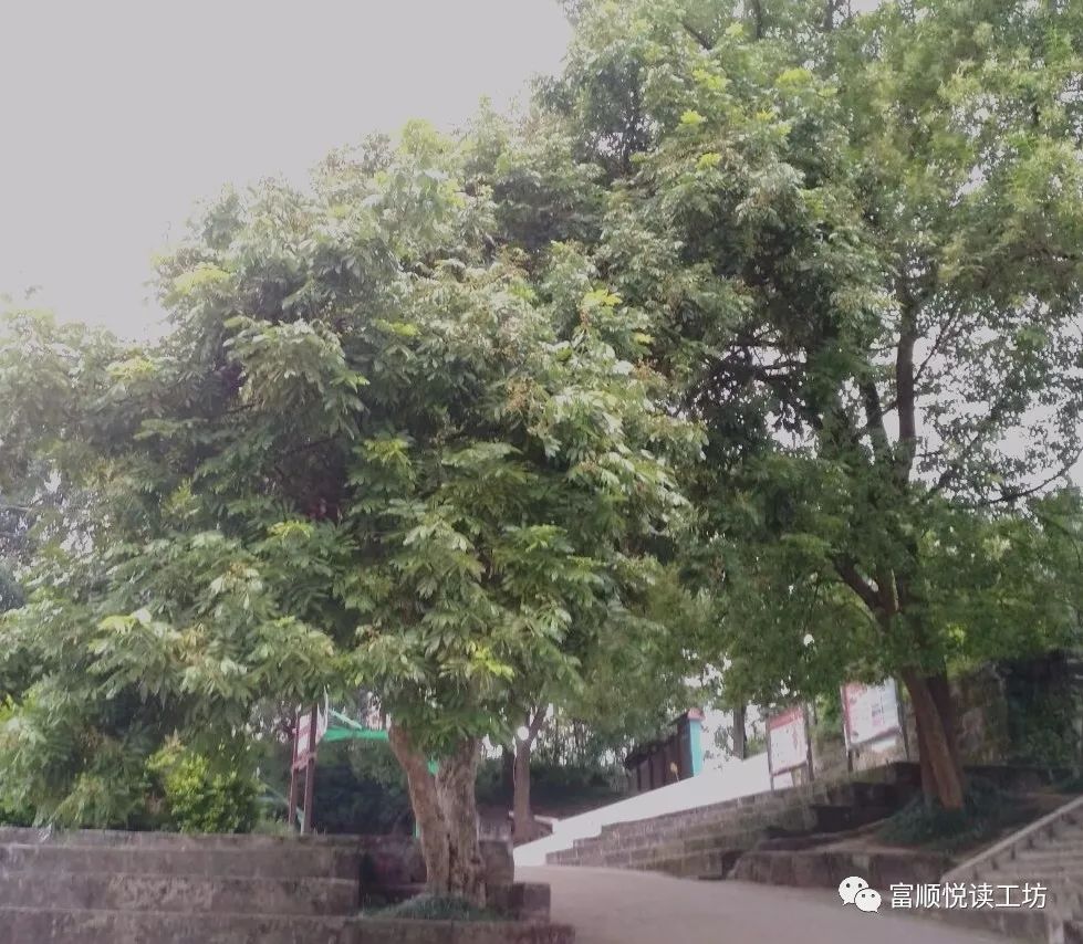 渐行渐远的石牌村,渐行渐远的农村学校