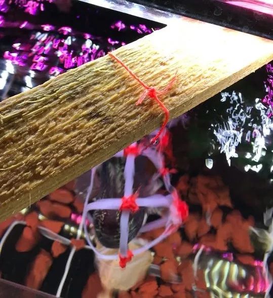 我的罗严重失鰾，都说救不活了但依旧给了我奇迹