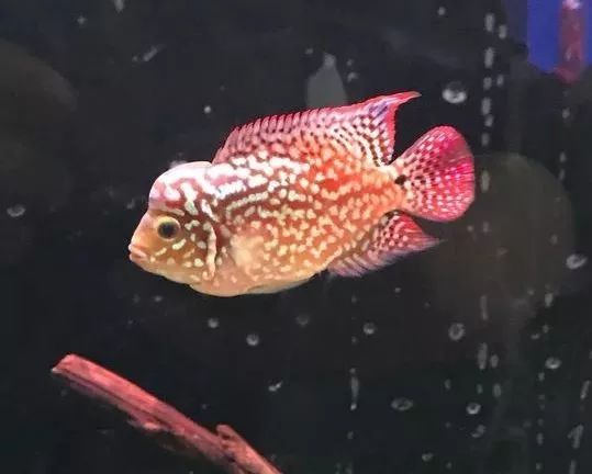 我的罗严重失鰾,都说救不活了但依旧给了我奇迹