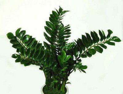 家里面养哪六种花最好,家里养多少种花好看风水好