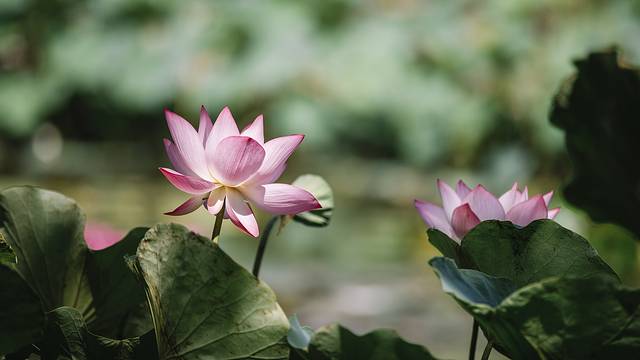 最后的净土,最后的净土格陵兰岛