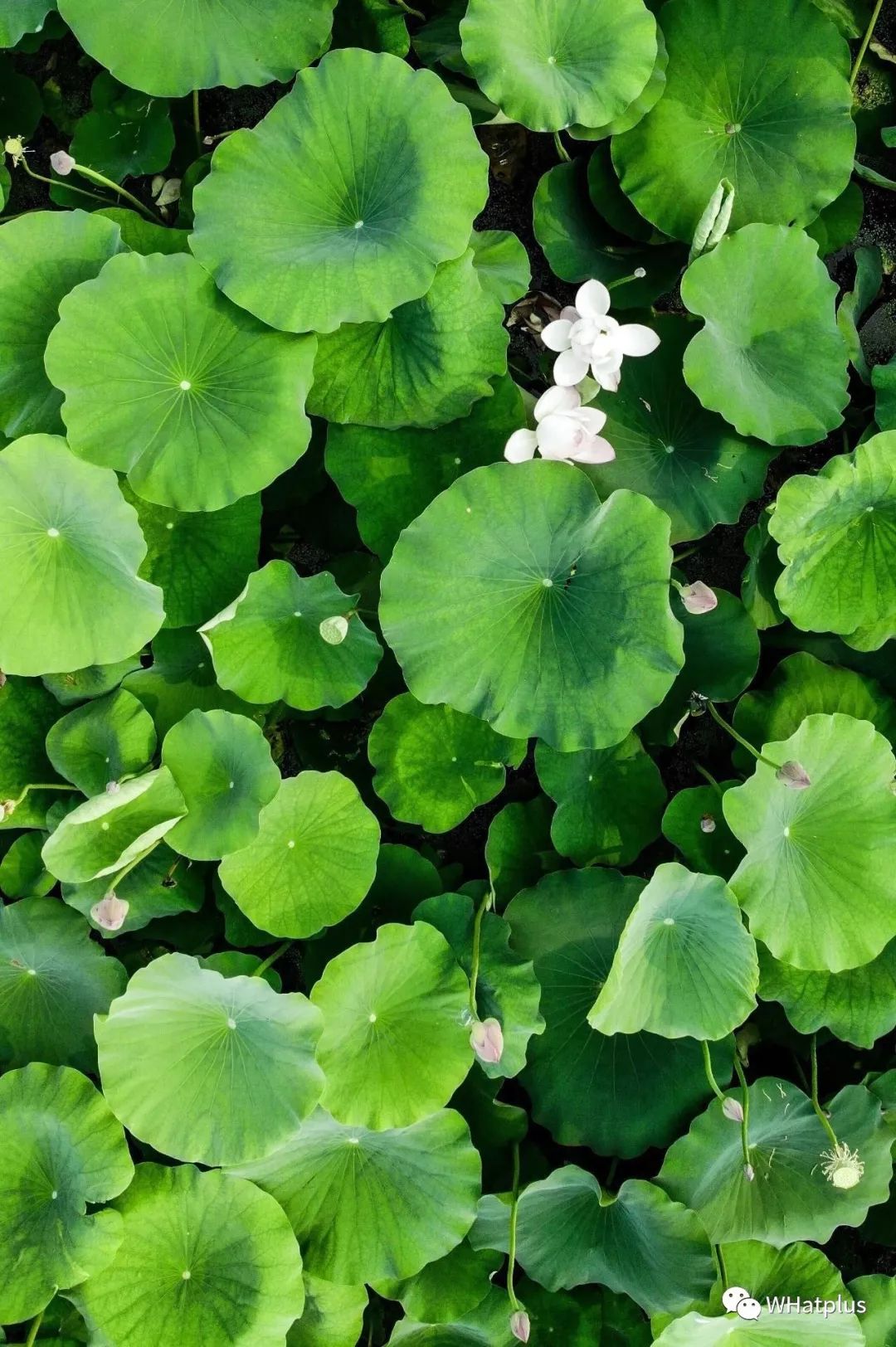 西北湖，韵滴莫抛子？