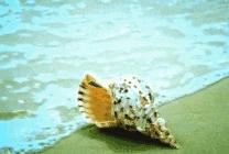 秦皇岛赶海哪里有螃蟹,秦皇岛蟹贝湾赶海