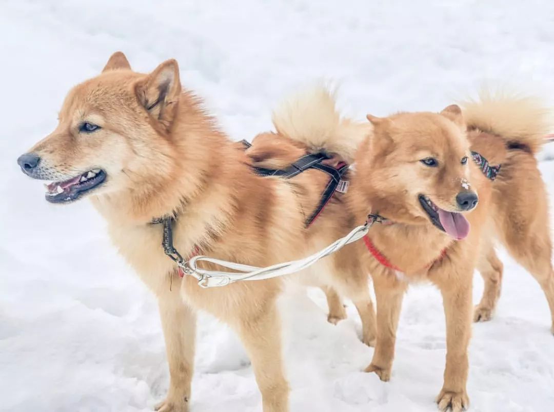 12种爱犬领你参观它们的老家
