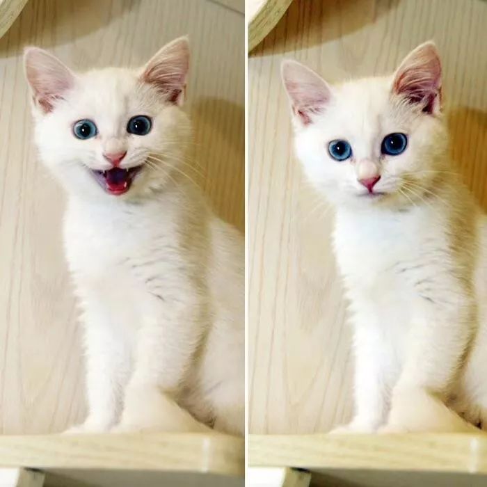 我用了19年，终于读懂了猫的情绪