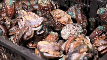 1元/只海白虾,2.8元/只鲍鱼,3.8元/只碳烤生蚝!啤酒喝一瓶还送一瓶!这家人气平价海鲜火锅老店让你嗨翻整个今夏