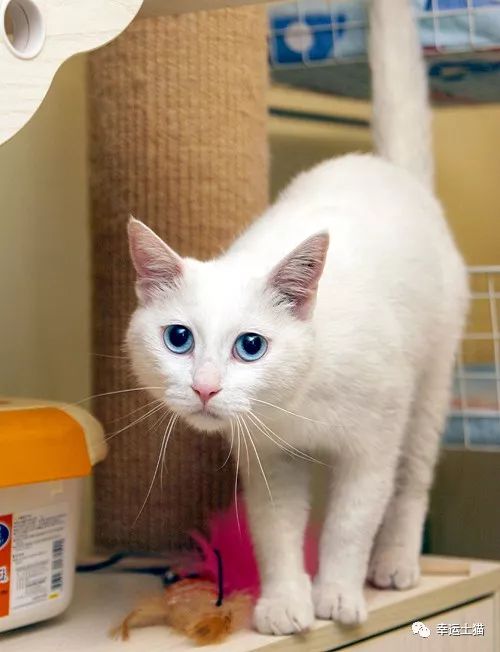 领养｜一池秋水碧仍深，玉树公子求进家