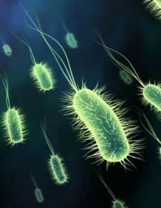 akk益生菌有什么功效,万能益生菌效果怎么样