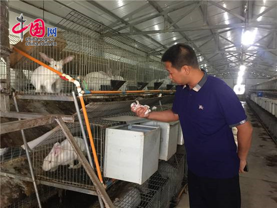 铜川兔业养殖,陕西省同富兔业铜川示范基地