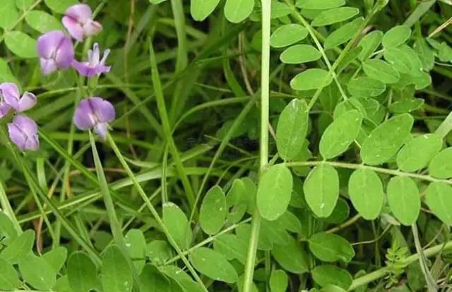 一吹就散的蒲公英又该落在哪里,一吹就散的蒲公英