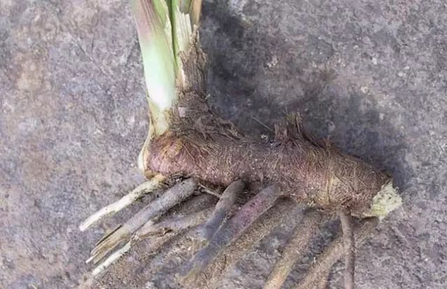 一吹就散的蒲公英就是弱不禁风,一吹就散的蒲公英什么地方有