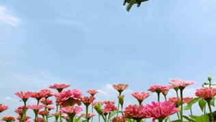 omg爆火,最近超火的omg视频