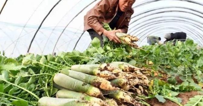 原计划种植畅销药材，后面依靠有机萝卜致富了