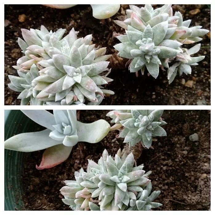 无尽的多肉!陪我走过七年人生之旅