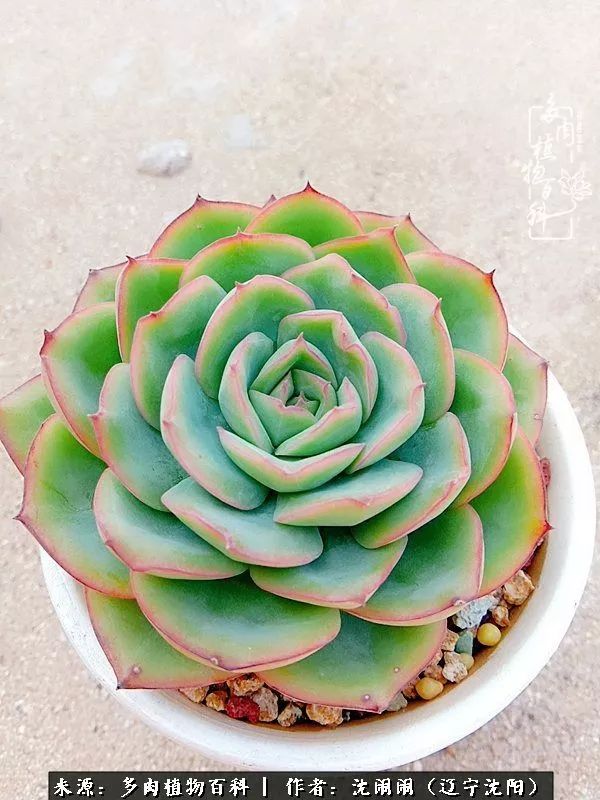 心若向阳无惧晴天,心若向阳不畏风雨