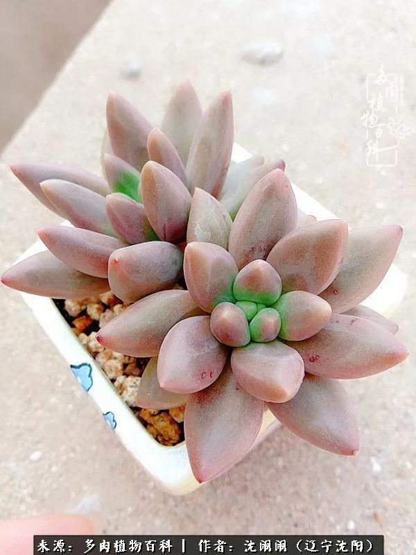 心若向阳无惧晴天,心若向阳不畏风雨