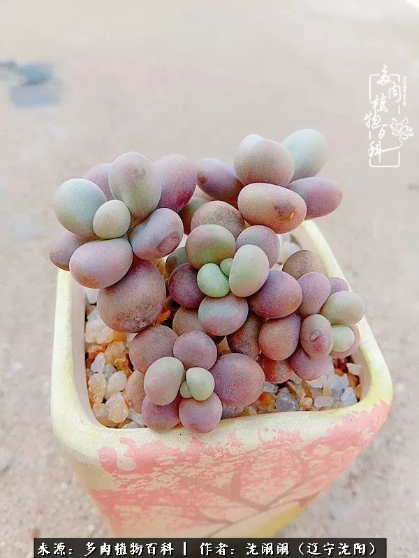 心若向阳无惧晴天,心若向阳不畏风雨