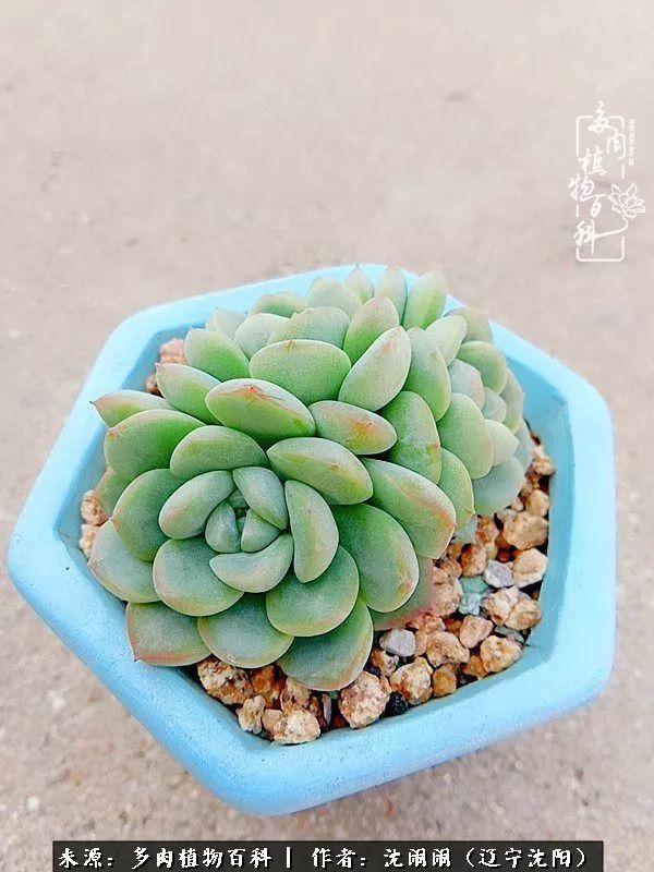 心若向阳无惧晴天,心若向阳不畏风雨