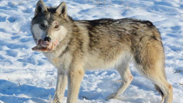 在十二生肖中人类的祖先是指什么,十二生肖的前身都是什么