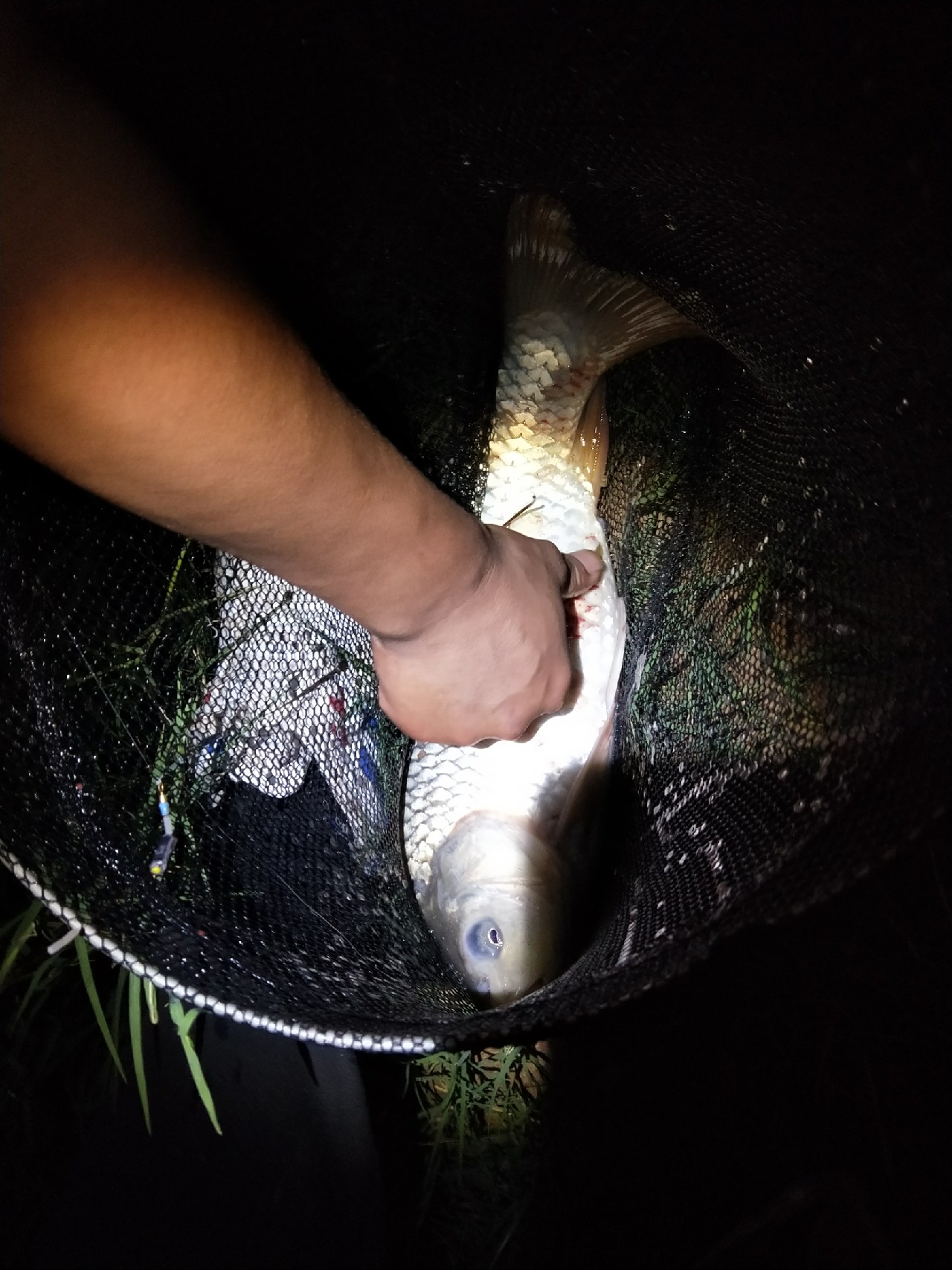 野河夜钓，偶遇大鲤妹子成功帮我解毒