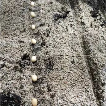 印度尼西亚属于哪个洲,泰国新加坡印度尼西亚