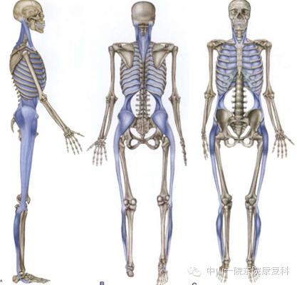 筋膜的康复训练方法,12条筋膜链解析及治疗手法