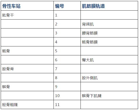 筋膜的康复训练方法,12条筋膜链解析及治疗手法