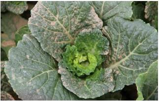 各种药害果实的表现,调节剂药害的症状及解决方法