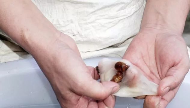 轻松两招带你揭开蚕丝被的真面目,蚕丝被最近新闻