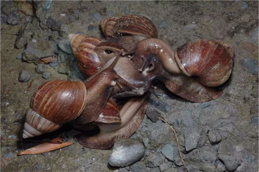 别吃！别碰！这个外来生物坏得很，弄死它！