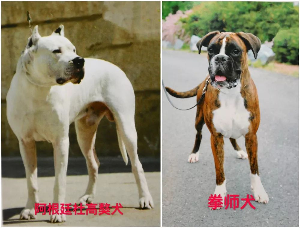 天津烈性犬,天津禁养犬重点管理区域划分