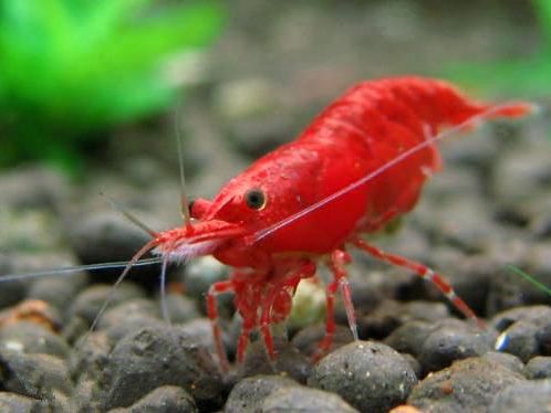 草缸观赏虾品种与养殖,观赏虾哪种在草缸里最好看